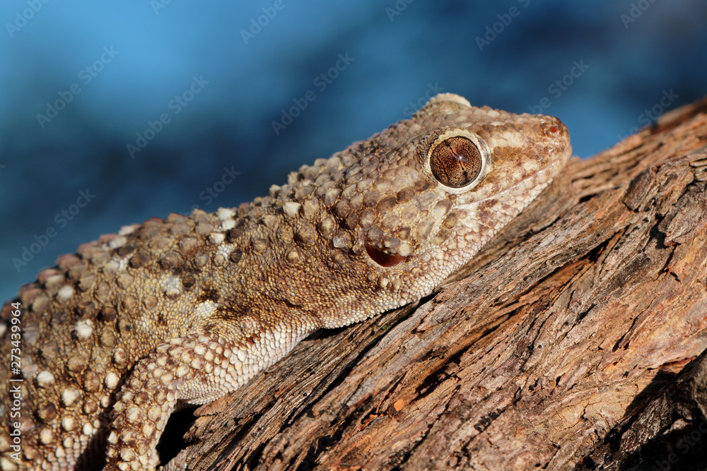 Portrait of a bibron gecko (Pachydactylus bibronii), Kalahari desert, South Africa. Portrait of a bibron gecko (Pachydactylus bibronii), Kalahari desert, South Africa.