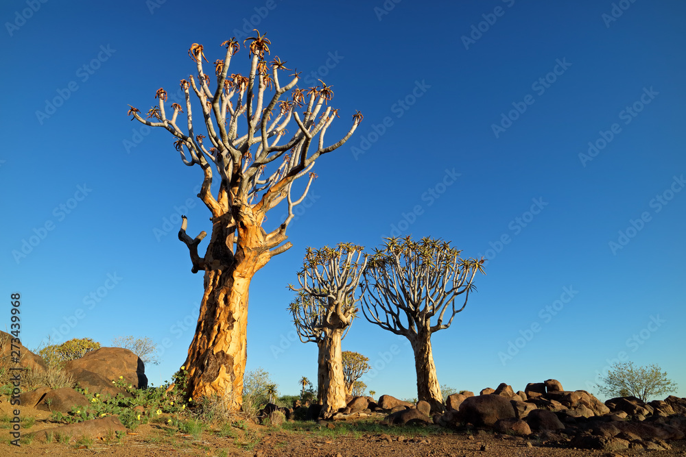 Desert landscape with quiver trees (Aloe dichotoma) against a clear blue sky, Namibia. Desert landscape with quiver trees (Aloe dichotoma) against a clear blue sky, Namibia.