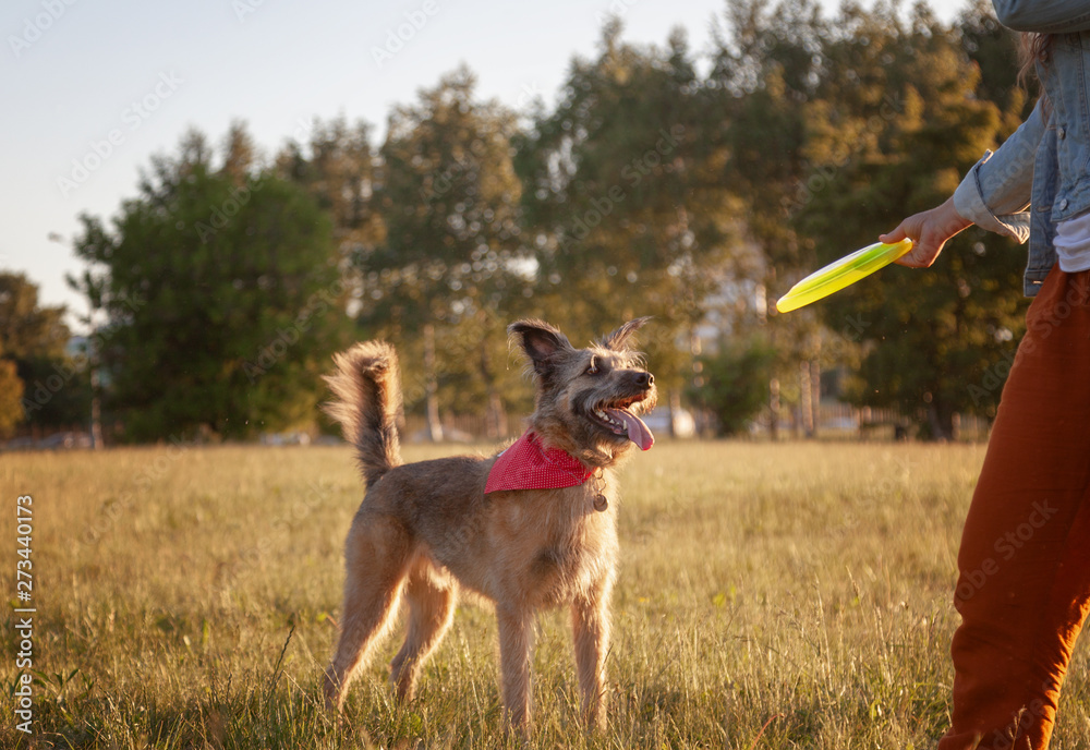 Beautiful fluffy shaggy dog looks at a plate of frisbee in the hands of the owner in a summer meadow Beautiful fluffy shaggy dog looks at a plate of frisbee in the hands of the owner in a summer meadow