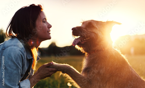 Beautiful fluffy shaggy dog gives paw to its owner in the setting sun