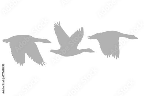 Flying Gooses. Vector image. White background. 
