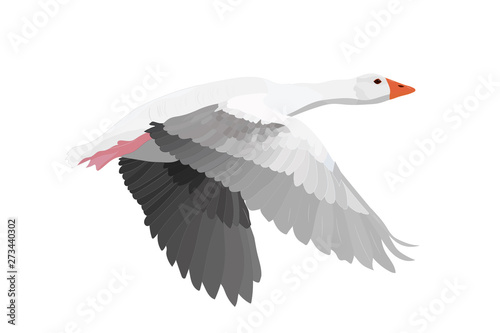 Flying Gooses. Vector image. White background. 