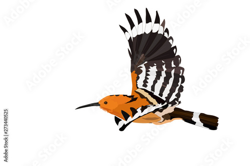 Flying cute bird. Vector image. Bird: Eurasian Hoopoe. Upupa epops.