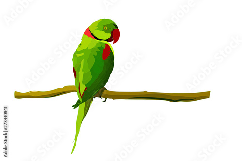 Cute green bird. Vector image. Bird: Alexandrine Parakeet. Psittacula eupatria.