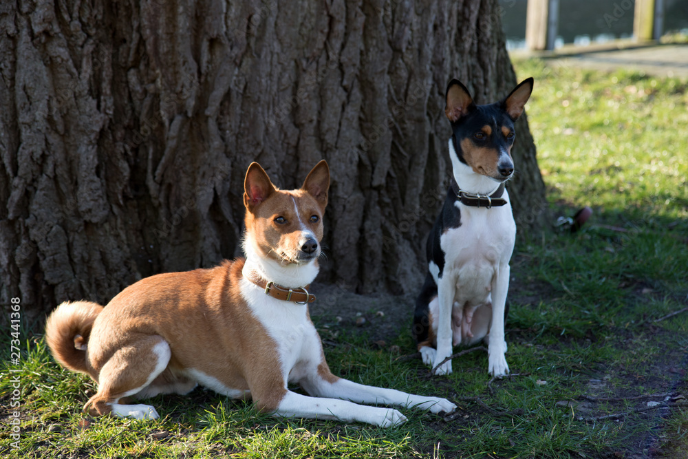 nahansicht eines zwei und drei farbigen basenji auf einer grasfläche sitzend in meppen emsland deutschland fotografiert an einem sonnigen nachmittag während eines spaziergangs nahansicht eines zwei und drei farbigen basenji auf einer grasfläche sitzend in meppen emsland deutschland fotografiert an einem sonnigen nachmittag während eines spaziergangs