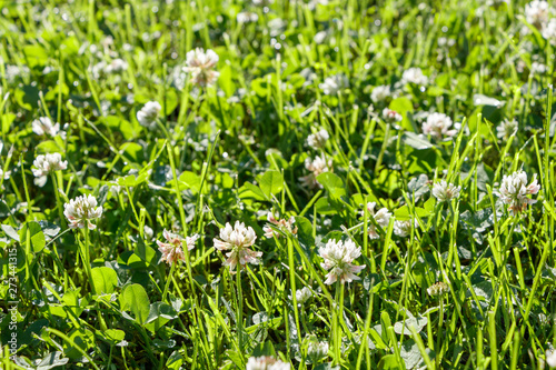 Blooming clover with water drops after rain on morning