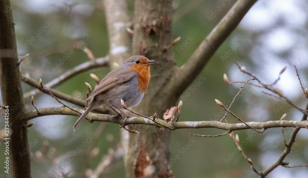 European robin (Erithacus rubecula) siting European robin (Erithacus rubecula) siting