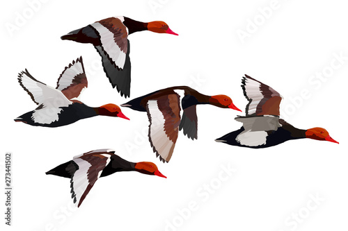 Flying ducks. Vector image. White background. Duck: Red crested Pochard. Netta rufina