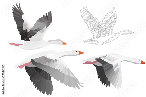 Flying Gooses. Vector image. White background. 