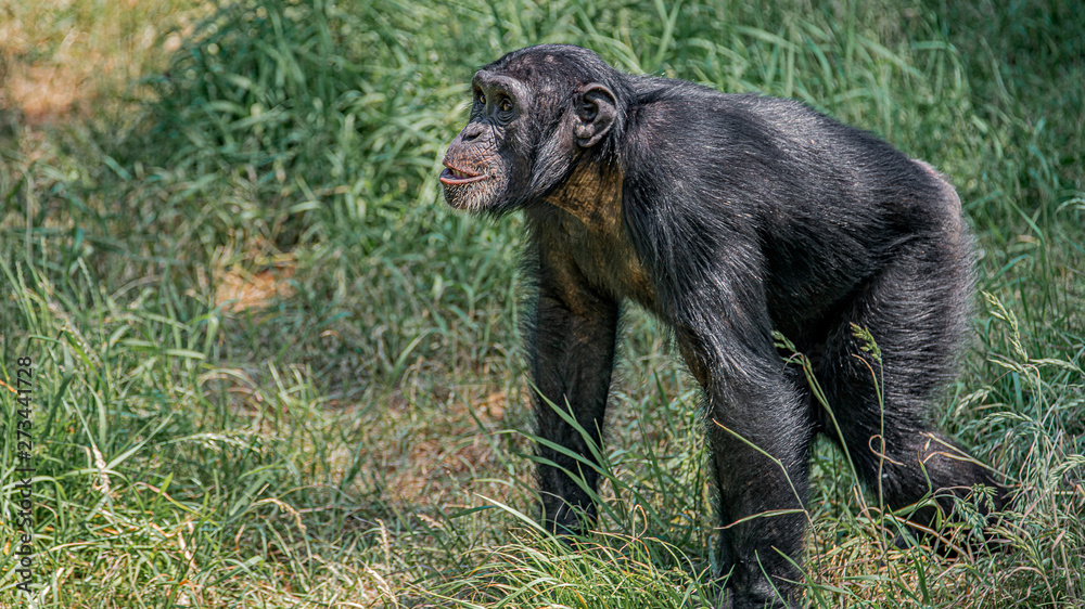 Portrait of curious wondered adult Chimpanzee in tall grass Portrait of curious wondered adult Chimpanzee in tall grass