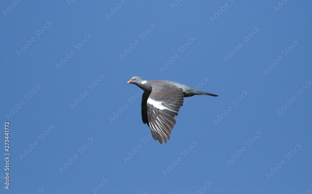 Common wood pigeon (Columba palumbus) in flight Common wood pigeon (Columba palumbus) in flight