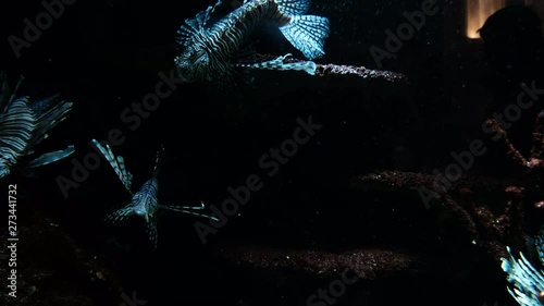 Common lionfish, butterfly-cod swimming underwater. Footage of tastyfish, firefish or turkeyfish, pterois with warning red, white coloration