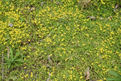 Sedum japonica is a gregarious weed, and yellow flowers bloom in early summer.