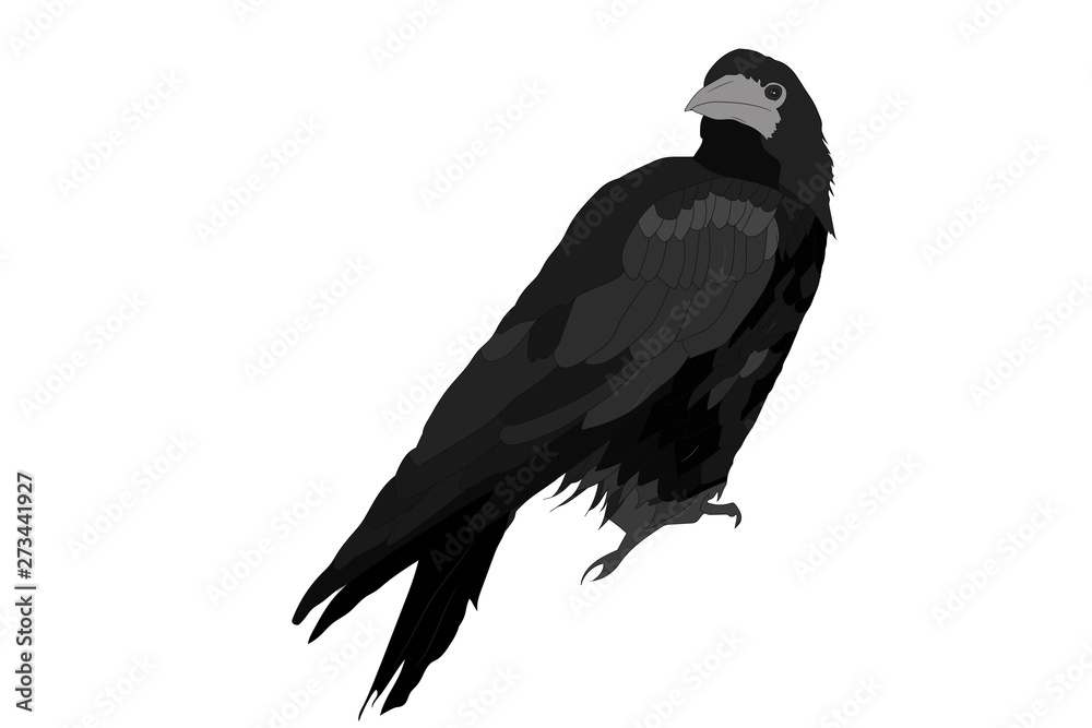 Black bird. Crow, Rook. Vector image. White background. Stock Vector ...