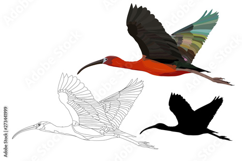 Flying big bird. Realistic vector image. Bird: Glossy Ibis. Plegadis falcinellus photo