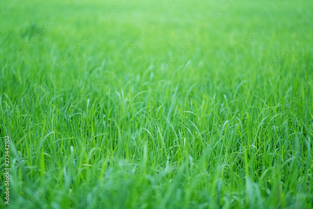 Close up image of rice field in green season Close up image of rice field in green season