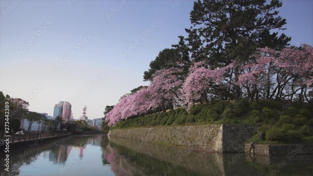A quiet scenery in which the sunpu castle and the cherry blossoms in full bloom are reflected in the moat. A quiet scenery in which the sunpu castle and the cherry blossoms in full bloom are reflected in the moat.