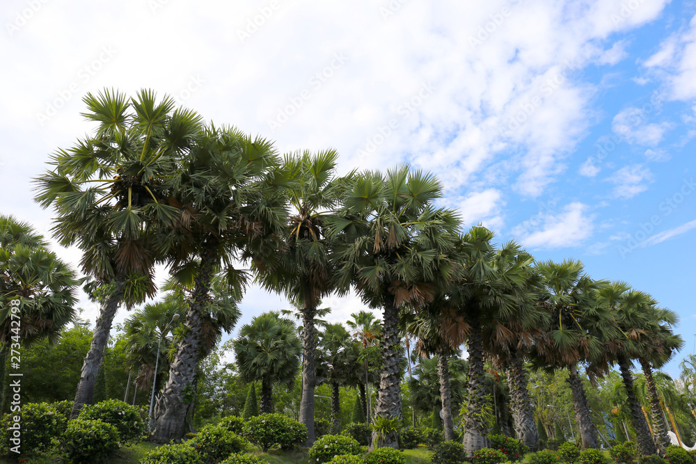 Toddy or Sugar palm (Borassus flabellifer) with blue sky
