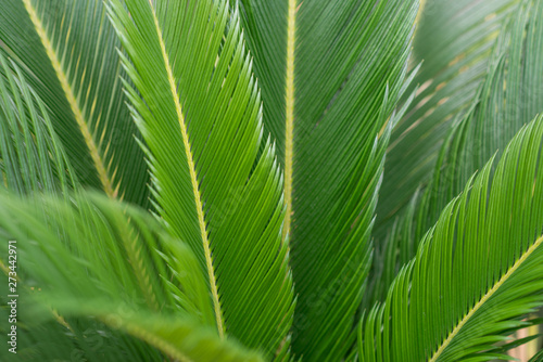 Leaves of the Flower Cycas revoluta in nature