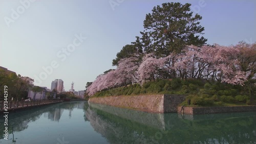 A quiet scenery in which the sunpu castle and the cherry blossoms in full bloom are reflected in the moat. photo