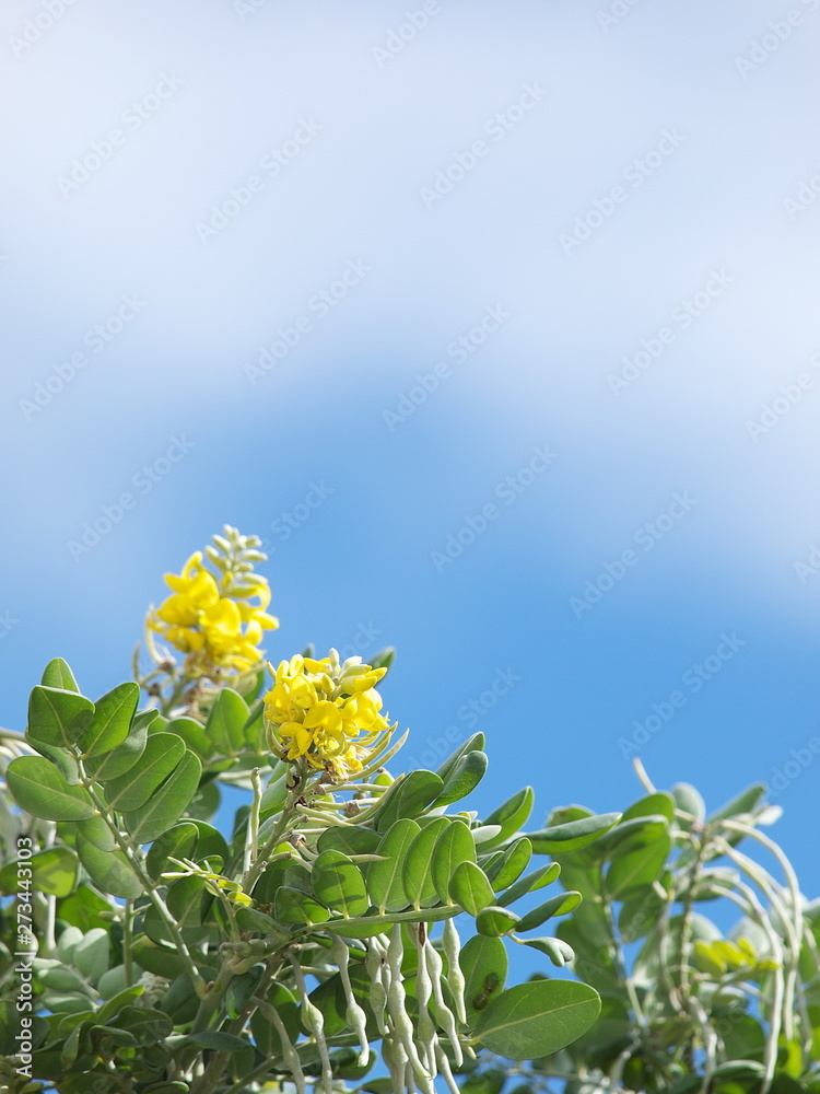 青空と南国の黄色い花stock Photo Adobe Stock