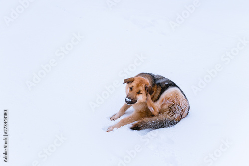 stray dog with a chip lying in the snow. happy vaccinated dog in winter. beautiful red dog rejoices in the snow © Ilya_R