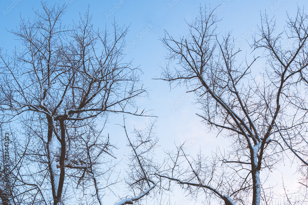 bare branches of snow-covered trees against the blue sky. tree branches silhouette with snow bare branches of snow-covered trees against the blue sky. tree branches silhouette with snow