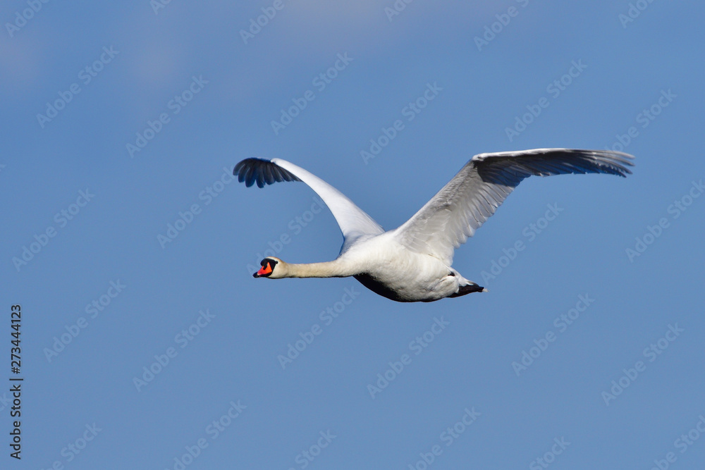 Obraz premium Höckerschwan im Flug