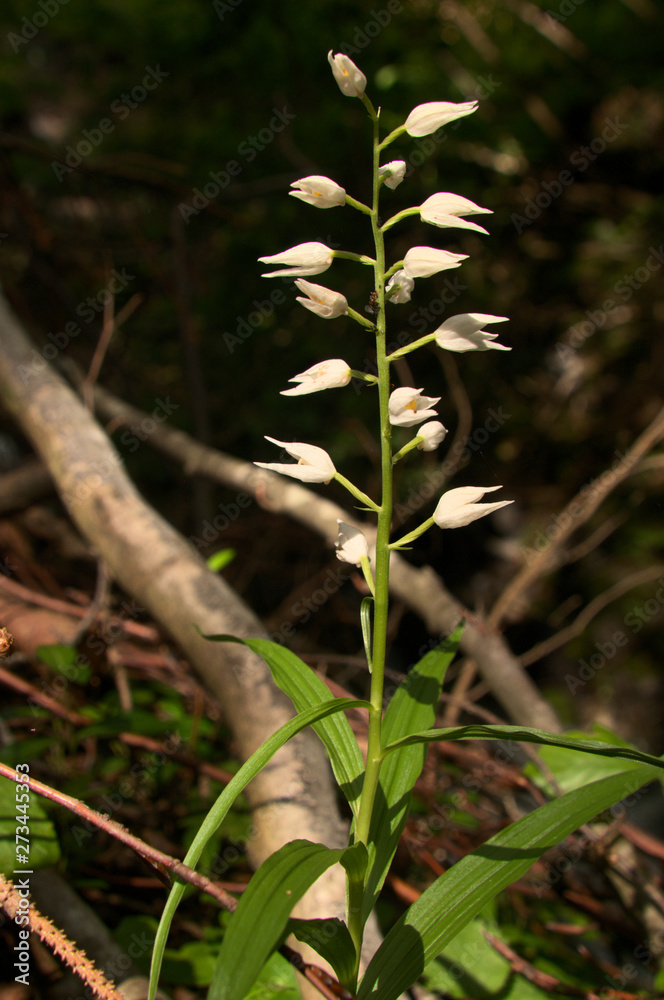 Obraz premium Cephalanthera longifolia; Sword-leaved Helleborine orchid in woods above Walenstadt, Swiss Alps