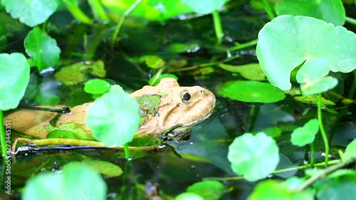 Frogs live away from the sun in water and are active at night photo