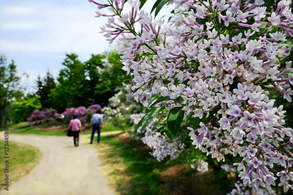 Colorful (Vilolet, White, Pink) Lilac flower with blue sky at Kawashimo Park, Sapporo, Hokkaido Colorful (Vilolet, White, Pink) Lilac flower with blue sky at Kawashimo Park, Sapporo, Hokkaido