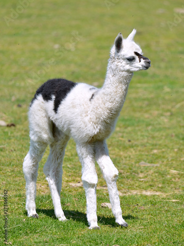 Young white and black alpaca (Vicugna pacos) standing on grass © Christian Musat