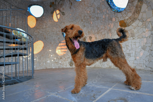 The Airedale Terrier dog (1.5 years) inside the colored building in the form of a mushroom., located in the park. photo