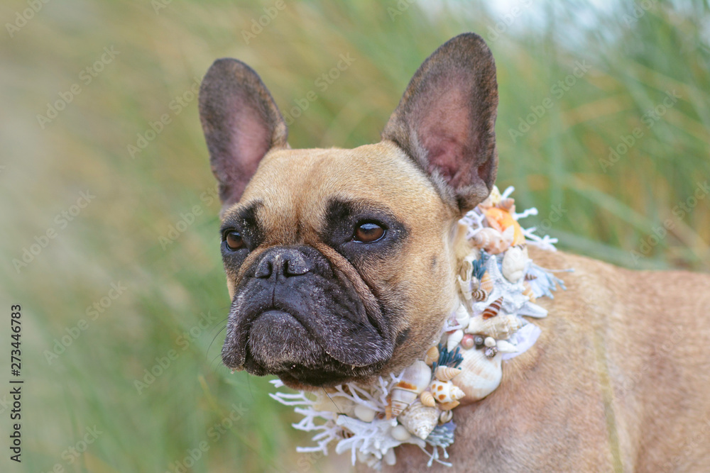 Portrait head shot of a beautiful female light brown French Bulldog dog wearing nautical collar made from real seashells