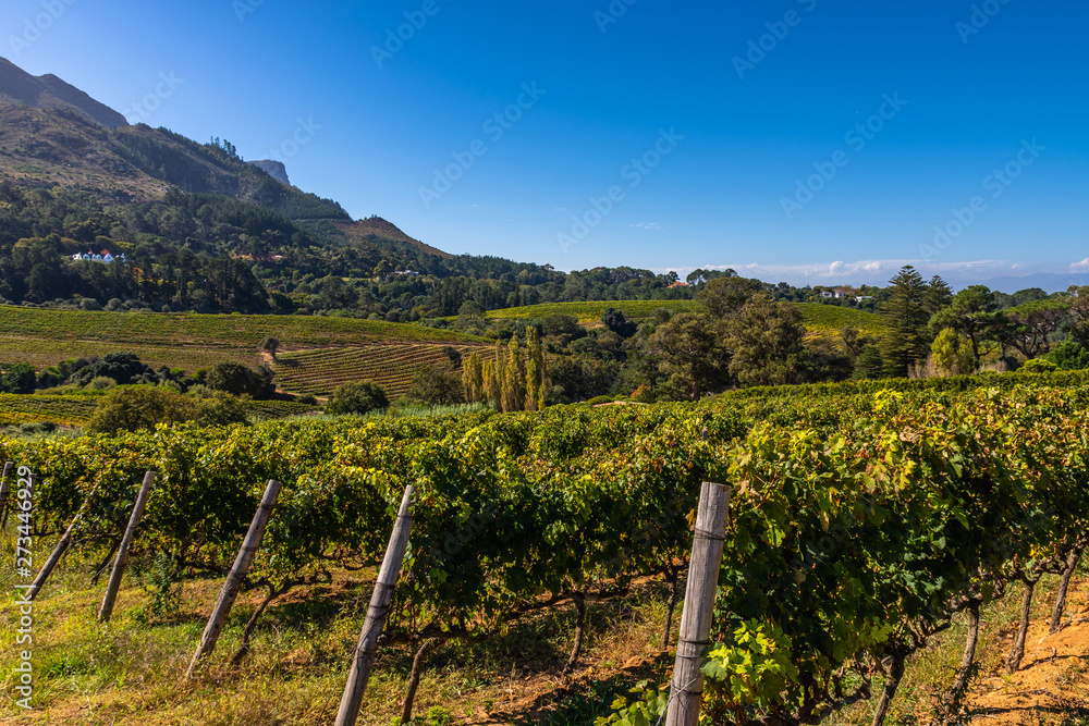 Weinregion Landschaft Kapregion