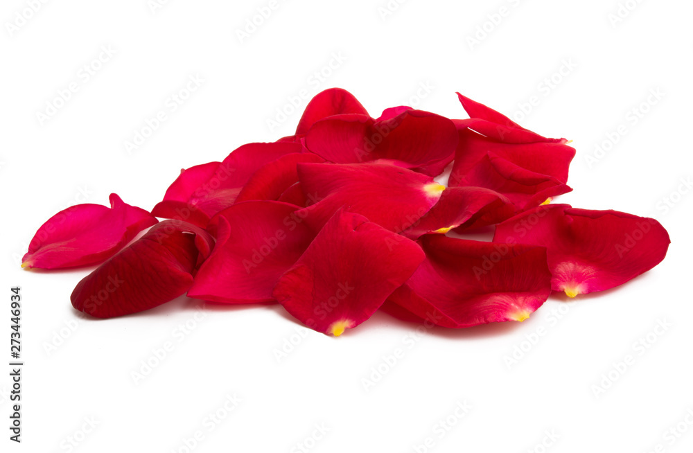 red rose petals red rose petals