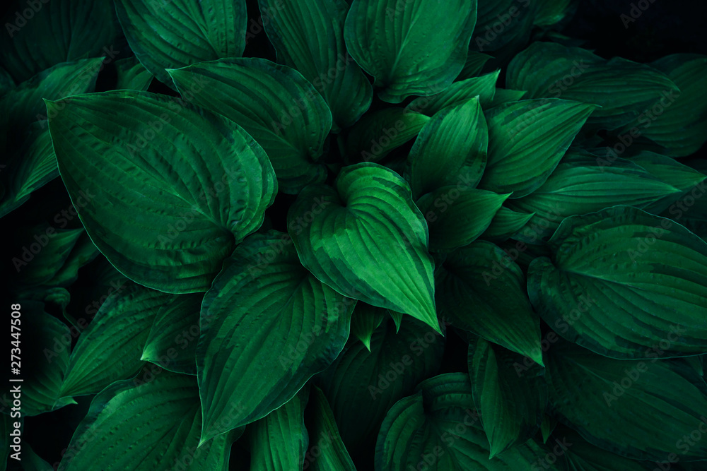 Leaves of a tropical plant in the forest. Ecology, wild life and gardening. Photo in deep green color, macro, fantasy postcard, copyspace. Leaves of a tropical plant in the forest. Ecology, wild life and gardening. Photo in deep green color, macro, fantasy postcard, copyspace.