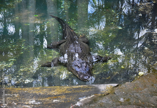 Fotografie Beerwah, Australia - Apr 22, 2019