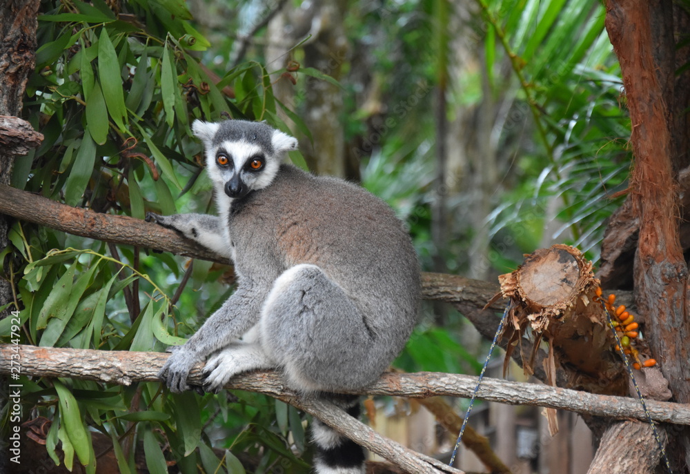 Obraz premium Ring-tailed lemur, or cat lemur, or Katta (Lemur catta) the most famous species of the lemur family. Found in the South and South-West of the island of Madagascar in the dry open spaces and forests
