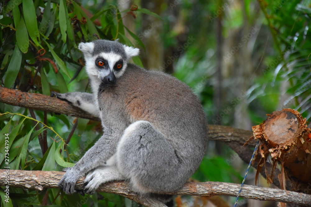 Naklejka premium Ring-tailed lemur, or cat lemur, or Katta (Lemur catta) the most famous species of the lemur family. Found in the South and South-West of the island of Madagascar in the dry open spaces and forests