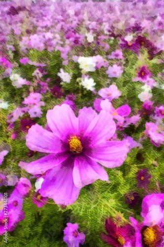 pink cosmos flower in the meadow background with copy space. Floral border and frame for springtime or summer season