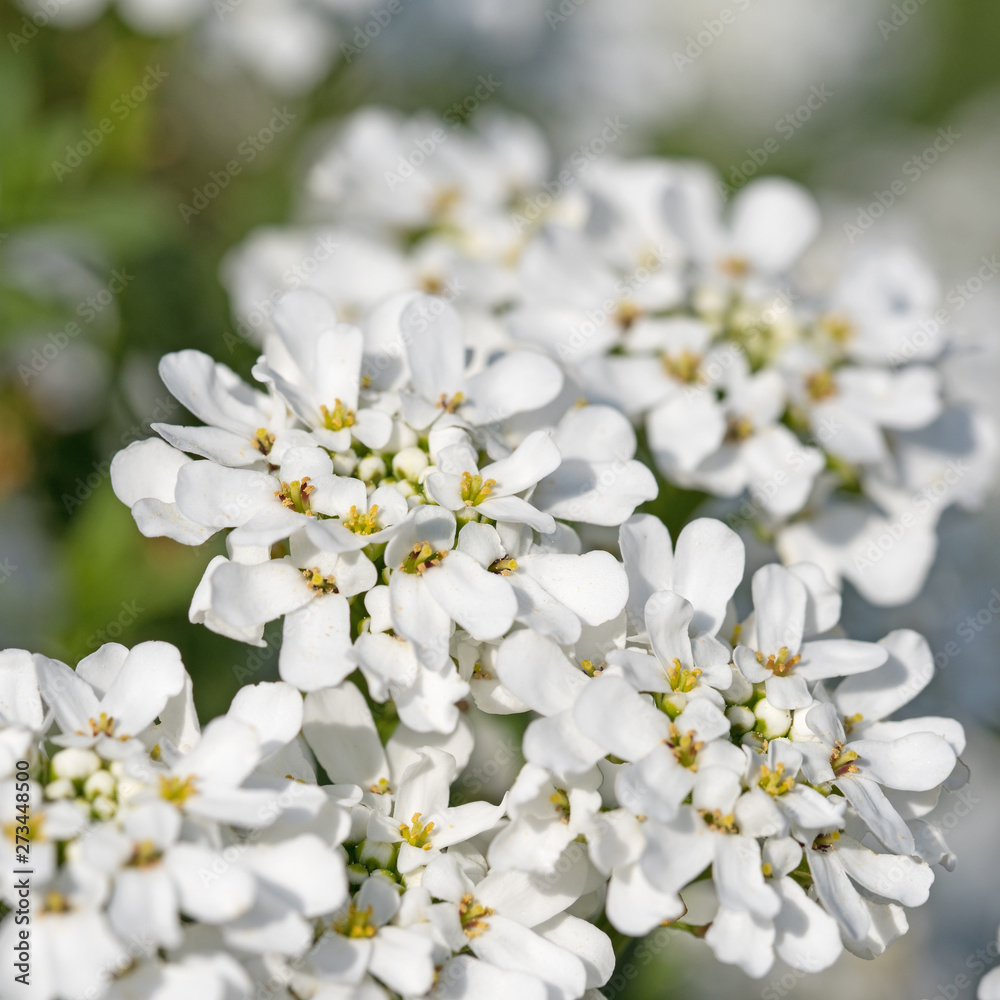 Blühende Schleifenblumen, Iberis