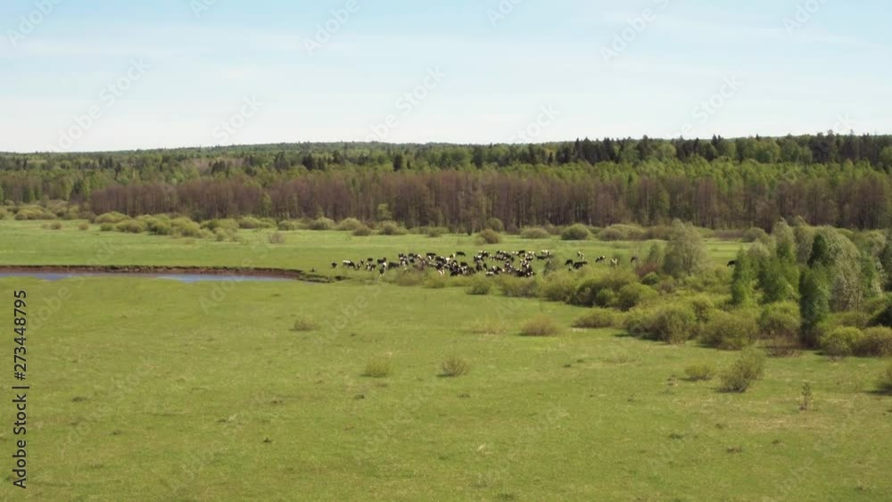 A herd of cows graze on the field near the river / Europe landscape and summer sunny day - Aerial drone view A herd of cows graze on the field near the river / Europe landscape and summer sunny day - Aerial drone view