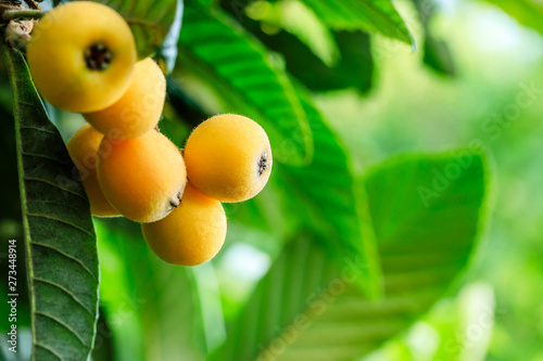 Wallpaper Mural Ripe fruit loquat on tree in the garden Torontodigital.ca