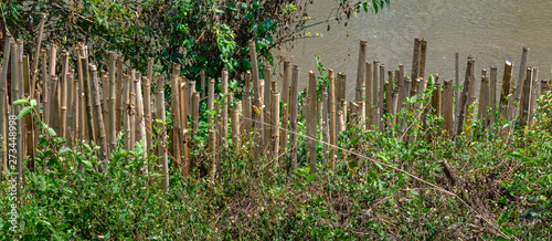 Bamboos are used to prevent landslide © Puripatch