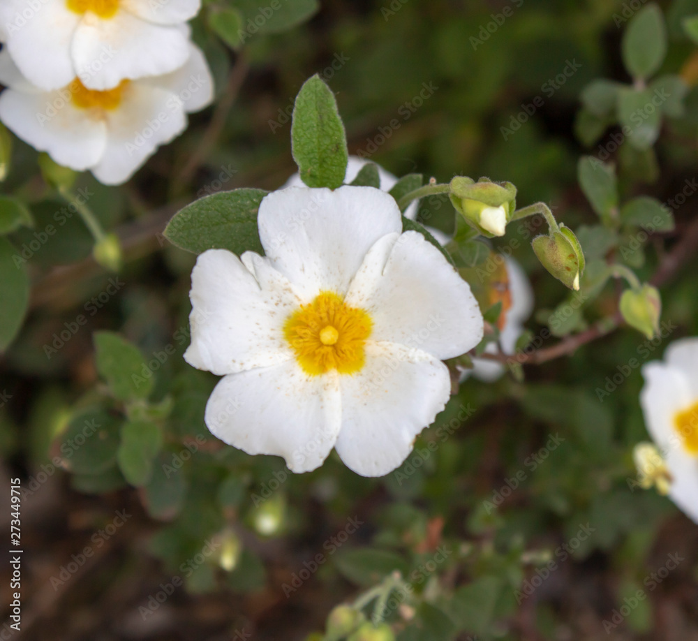 Close-up shoot of Salvia cistus flower. Close-up shoot of Salvia cistus flower.