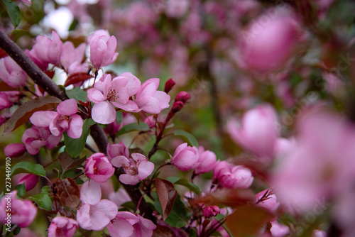 Apple tree in bloom, blooming garden, pink flowers, branches