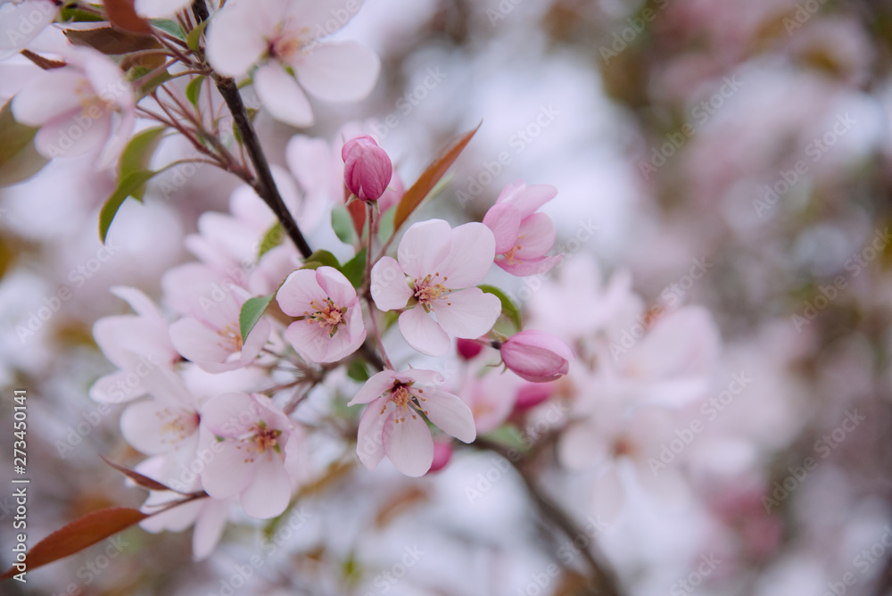 Apple tree in bloom, blooming garden, pink and white flowers Apple tree in bloom, blooming garden, pink and white flowers