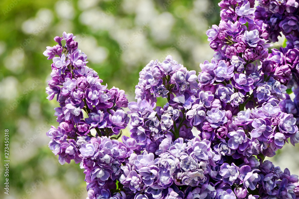Close up of colorful (Vilolet, White, Pink) Lilac flowers with blue sky at at Kawashimo Park, Sapporo, Hokkaido Close up of colorful (Vilolet, White, Pink) Lilac flowers with blue sky at at Kawashimo Park, Sapporo, Hokkaido