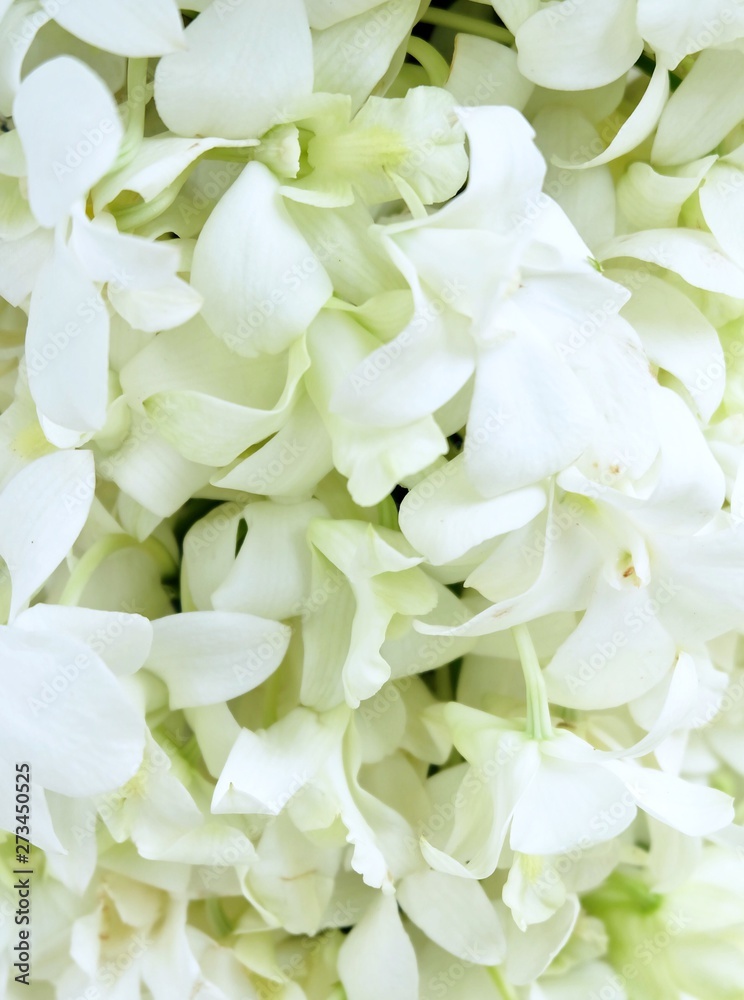 White Doritaenopsis Orchid Flowers or Phalaenopsis Background White Doritaenopsis Orchid Flowers or Phalaenopsis Background